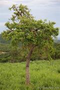 Annona crassiflora